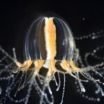 Jellyfish restore practical Tentacles in days: Study