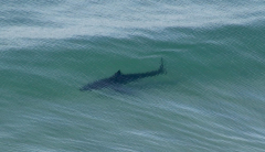 Terrific white sharks appear in waves at popular San Diego beach
