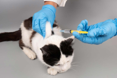 Vaccine hesitancy carefully connected to assistance for immunizing animals