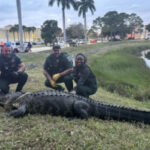 See: 12-foot alligator recorded at Florida shoppingcenter