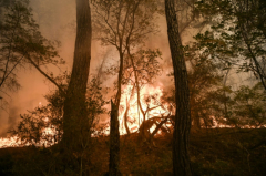 Tape year for forest fires