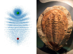 Physicists develop huge trilobite particles
