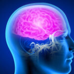 Human brains program higher parallel ‘traffic’ than animal brains