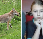 Coyote attacks 11-year-old lady in southern Alberta
