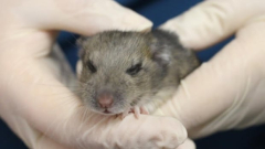 Yes, Alberta does have native rats — and one male can’t get rid of them
