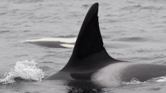 ‘Prolific’ killer whale matriarch assumed dead after almost a year without a sighting