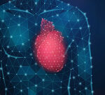 Stanford researchers researchstudy quick heartbeats with crafted tissue