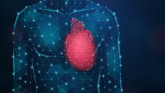 Stanford researchers researchstudy quick heartbeats with crafted tissue