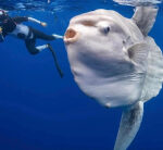 California professionalphotographer swims with huge, alien-like sea animal