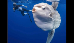California professionalphotographer swims with huge, alien-like sea animal