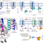 A palmitoyl transferase chemical–genetic system to map ZDHHC-specific S-acylation