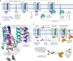 A palmitoyl transferase chemical–genetic system to map ZDHHC-specific S-acylation