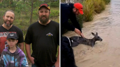 Male from Sunbury, Victoria rescue kangaroo from overruning drain in viral video