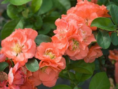 ‘Peach Fuzz’ hasactually been called the color of the year. What does that have to do with your garden?