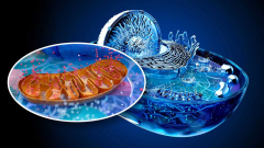 Researchers discover a protein that supports mitochondria in ALS