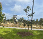 Rozelle Parklands closed after discovery of asbestos in mulch around kids’s playarea