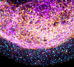 Researchers established ‘Mini Brains’ from human fetal brain tissue