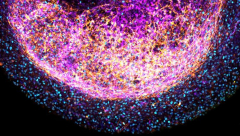 Researchers established ‘Mini Brains’ from human fetal brain tissue