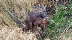 Kangaroo getsaway southwestern Ontario zoo, discovered safe anumberof kilometres away