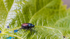 The world’s fastest-swimming insect might motivate uncrewed boat styles