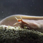 Researchers sequenced the veryfirst genome of the hagfish