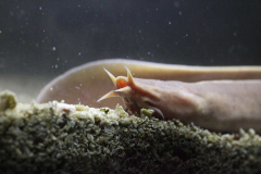 Researchers sequenced the veryfirst genome of the hagfish