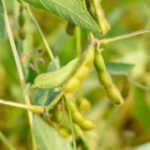 Soy and plant substances lower breast cancer reoccurrence