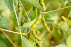 Soy and plant substances lower breast cancer reoccurrence