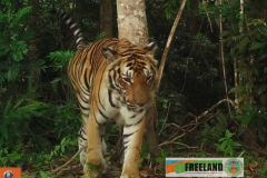 3 tigers spotted in Chumphon forests, cheering conservationists