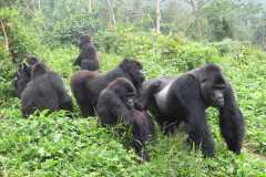 Unveiling social networks of seriously threatened Grauer’s gorilla