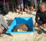 Canadian couple on getaway in Florida Keys assistance rescue sea turtle