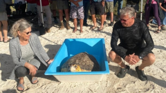 Canadian couple on getaway in Florida Keys assistance rescue sea turtle