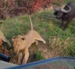 Tense minutes as lions, buffaloes clash next to safari car