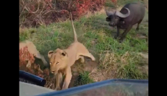 Tense minutes as lions, buffaloes clash next to safari car