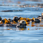Sea otters might be crucial motorists of modifications in California’s kelp forests