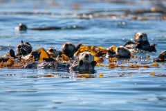 Sea otters might be crucial motorists of modifications in California’s kelp forests