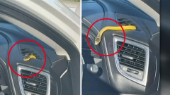 Daybreak stars stunned at disconcerting video of snake emerging from carsandtruck air con vent throughout Aussie household’s Queensland roadway journey