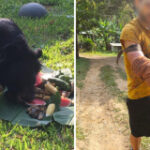 Swiss volunteer seriously hurt in bear attack in Chiang Mai