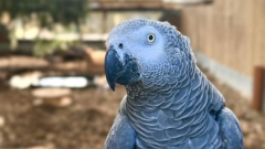 This wildlife park’s parrots won’t stop swearing. Especially Sheila