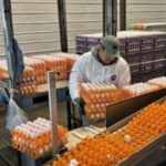 Bird influenza is ravaging farms in California’s ‘Egg Basket’ as breakouts roil poultry market
