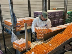 Bird influenza is ravaging farms in California’s ‘Egg Basket’ as breakouts roil poultry market