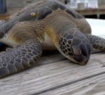 Rescuers race versus the clock as sea turtles recuperate after freezing temperaturelevels
