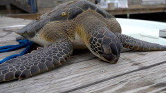 Rescuers race versus the clock as sea turtles recuperate after freezing temperaturelevels