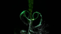 Enjoy ‘tiny twisters’ spread plant pathogens