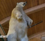 Enormous taxidermy polar bear taken in strange Canadian break-in