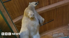 Enormous taxidermy polar bear taken in strange Canadian break-in