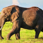 Environment modification threatens older elephants alotof