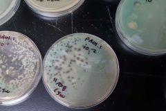 Producing infections to getridof damaging bacteria