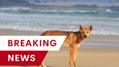 Young kid bitten in newest dingo attack on K’gari, Queensland
