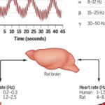 Arterial pulses link heart-brain oscillations | Science
